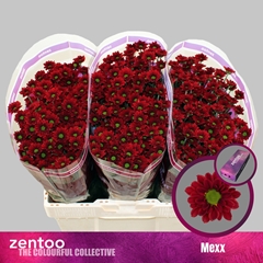Chrysanth Santini Mexx 55cm 40gr.