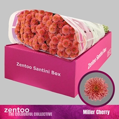 Chrysanth Miller Cherry Red 55cm 40gr.