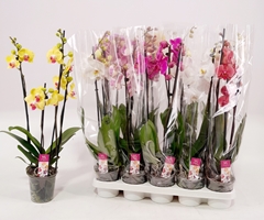 Phalaenopsis Mix 12Ø 60cm 3st