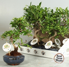 Bonsai Mix 17Ø 35cm