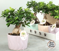 Ficus Microcarpa Ginseng 17Ø 40cm
