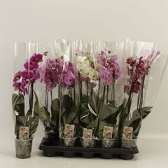 Phalaenopsis Mix 12Ø 60cm 3st