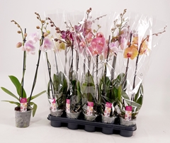 Phalaenopsis Mix 12Ø 70cm 2st