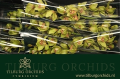 Cymbidium Melissa 60cm