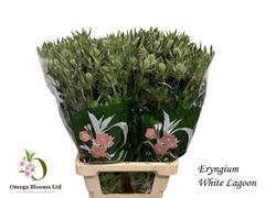 Eryngium Magical White Lagoon 70cm