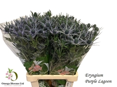 Eryngium Magical Purple Lagoon 70cm
