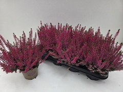 Callu Paula 12Ø 24cm