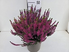 Calluna Garden Girls Trio Girls 24Ø 40cm