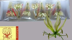 Gloriosa Maria 20cm