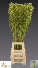 Eucomis Pole-Evansii Goliath 100cm