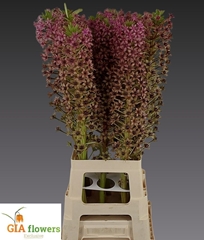 Eucomis Red Devil 90cm