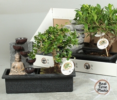 Bonsai Mix 29Ø 30cm