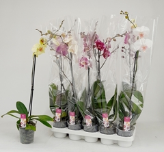 Phalaenopsis Mix 12Ø 75cm 1st