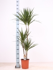 Dracaena 21Ø 140cm