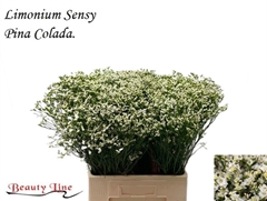 Limonium Sinense Sensi Piña Colada 70cm 30gr.