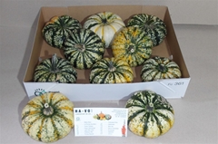 Cucurbita Pepo Lil Pump-ke-mon 12cm