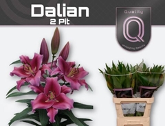 Lily Oriental Dalian 85cm 2+