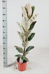 Ficus Tineke 21Ø 120cm