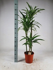 Dracaena Warneckei 24Ø 135cm