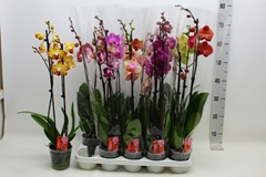 Phalaenopsis Mix 7 Colours 12Ø 75cm 2st