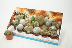 Cactus Mix 8Ø 12cm