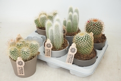 Cactus Mix 10Ø 18cm