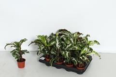 Calathea Fusion White 7Ø 24cm