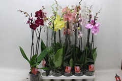Phalaenopsis Mix 7 Colours 12Ø 75cm 2st