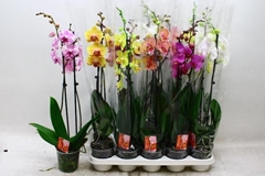 Phalaenopsis Mix 7 Colours 12Ø 70cm 2st