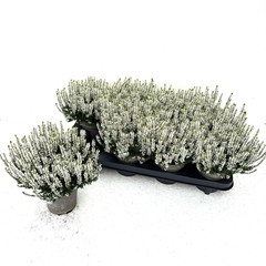 Calluna Vulgaris Garden Girls Coco 11Ø 20cm