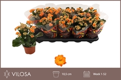 Kalanchoe Double Perfecta Orange 10Ø 23cm