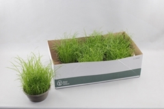 Cyperus Zumula 16Ø 27cm