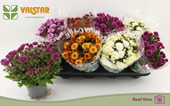 Chrysanth Mix 5 Colours 12Ø 25cm