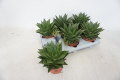 Gasteria 10Ø 15cm