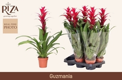 Guzmania Indian Night 12Ø 55cm