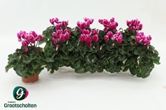 Cyclamen Super Serie Compact Fuji 10Ø 25cm