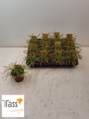 Drosera 15Ø 12cm