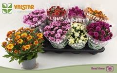 Chrysanth Mix 5 Colours 12Ø 25cm