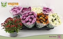 Chrysanth Mix 5 Colours 12Ø 25cm