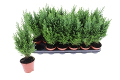 Chamaecyparis Ellwoodii 9Ø 35cm