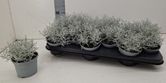 Leucophyta Brownii 10Ø 18cm