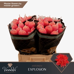 Chrysanth Single Painted Antonov Explosion 70cm 100gr.