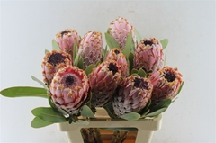 Protea Magnifica 60cm