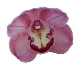 Cymbidium Kiwi Sue 60cm