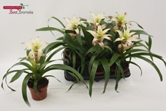 Guzmania Kronos 12Ø 34cm