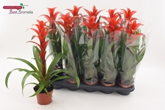 Guzmania Allura 12Ø 50cm