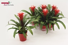 Guzmania Hope 13Ø 43cm