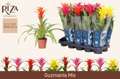 Guzmania Mix 5 Kinds 12Ø 45cm