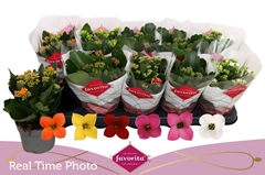 Kalanchoe Single Mix 6 Colours 10Ø 22cm