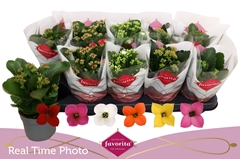 Kalanchoe Single Mix 6 Colours 10Ø 22cm